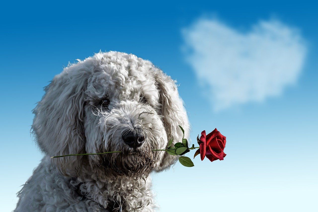valentine's day, dog, animal